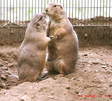 Prairie Dogs-Bob and Eileen200.jpg